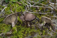 Zwartwordende zalmplaat